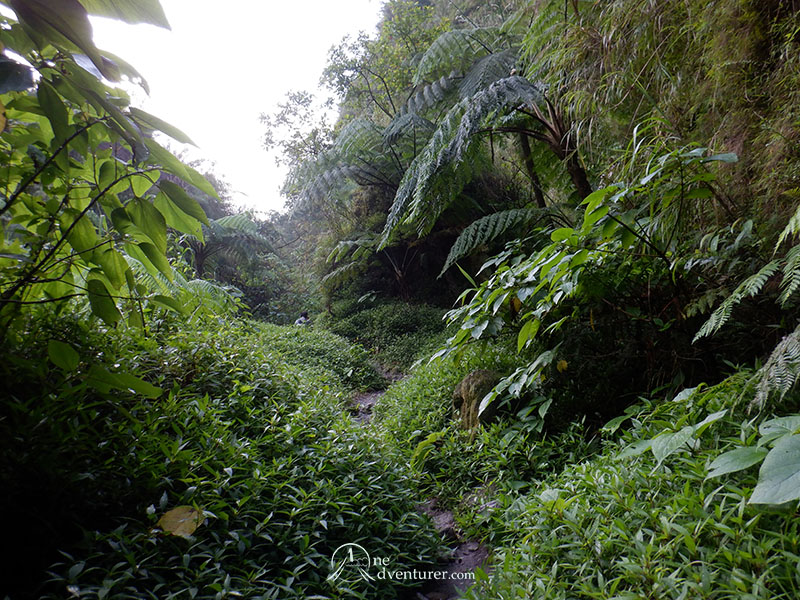 mt pinatubo one adventurer forest